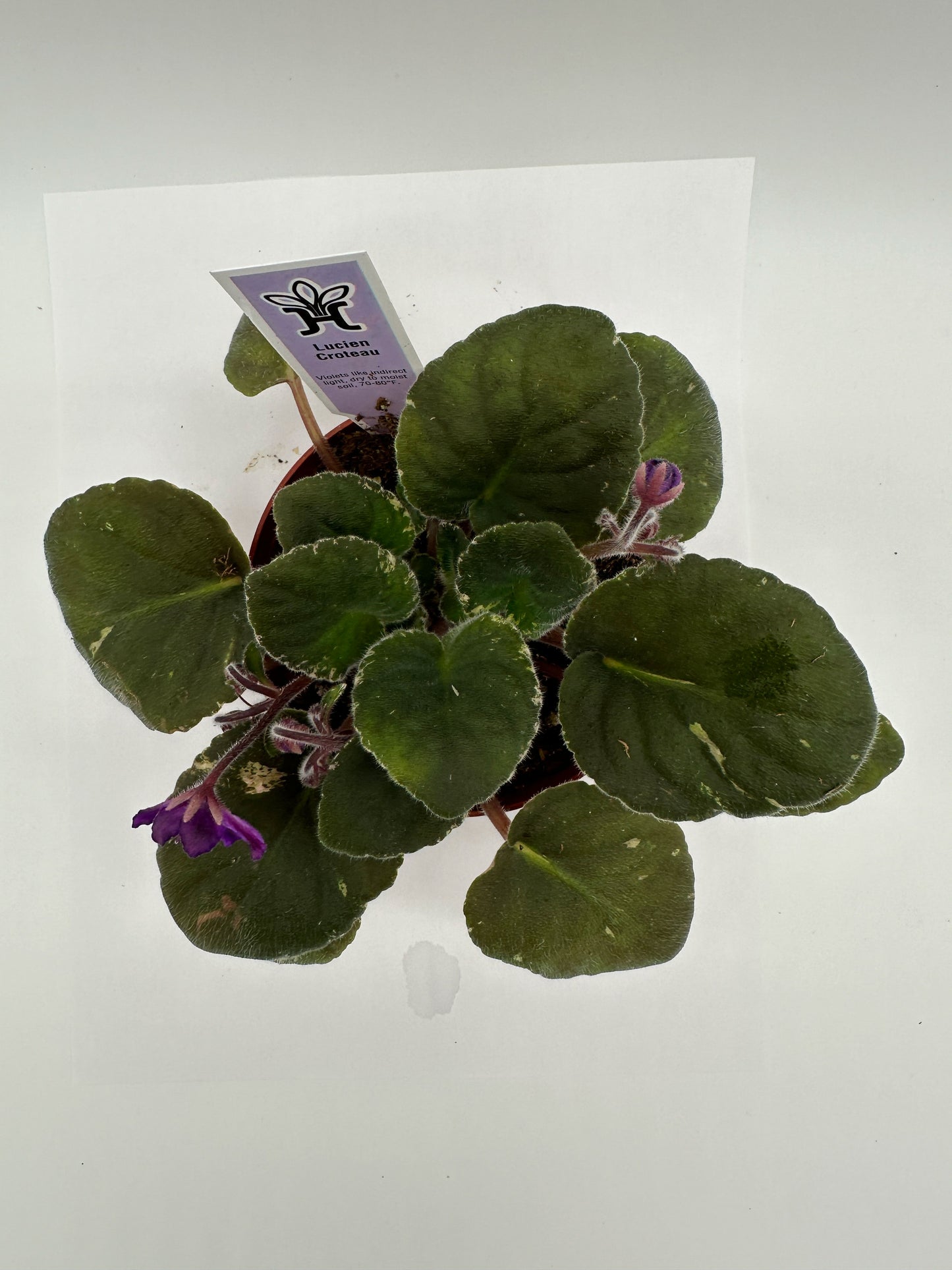 Lucien Croteau - Live African Violet 4"