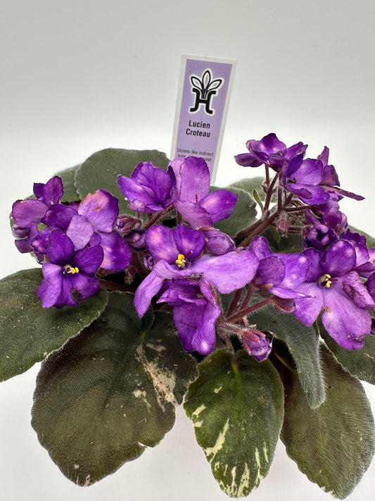 Lucien Croteau - Live African Violet 4"