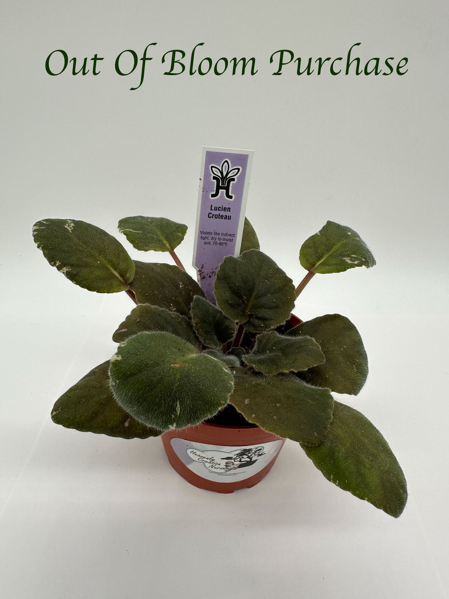 Lucien Croteau - Live African Violet 4"