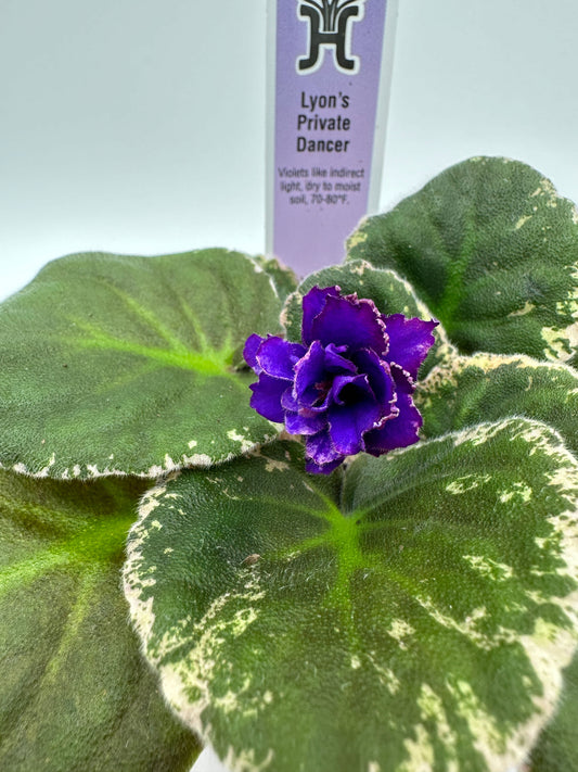 Lyon's Private Dancer - Live African Violet 4"