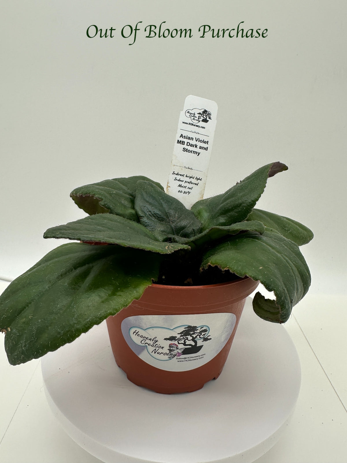 MB Dark and Stormy (Asian Violet) - Live Plant 4"