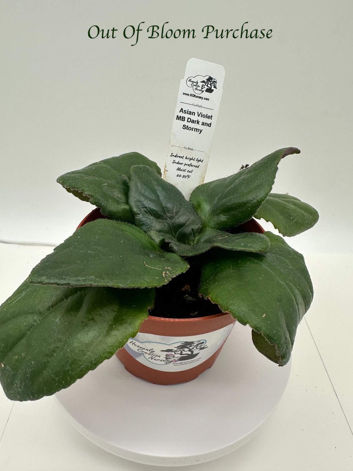 MB Dark and Stormy (Asian Violet) - Live Plant 4"