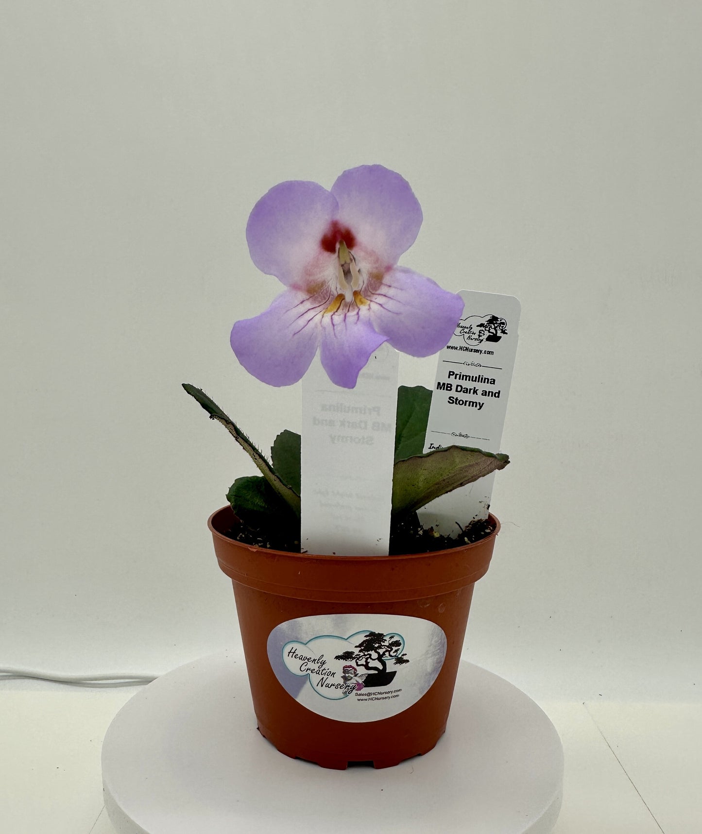 MB Dark and Stormy (Asian Violet) - Live Plant 4"