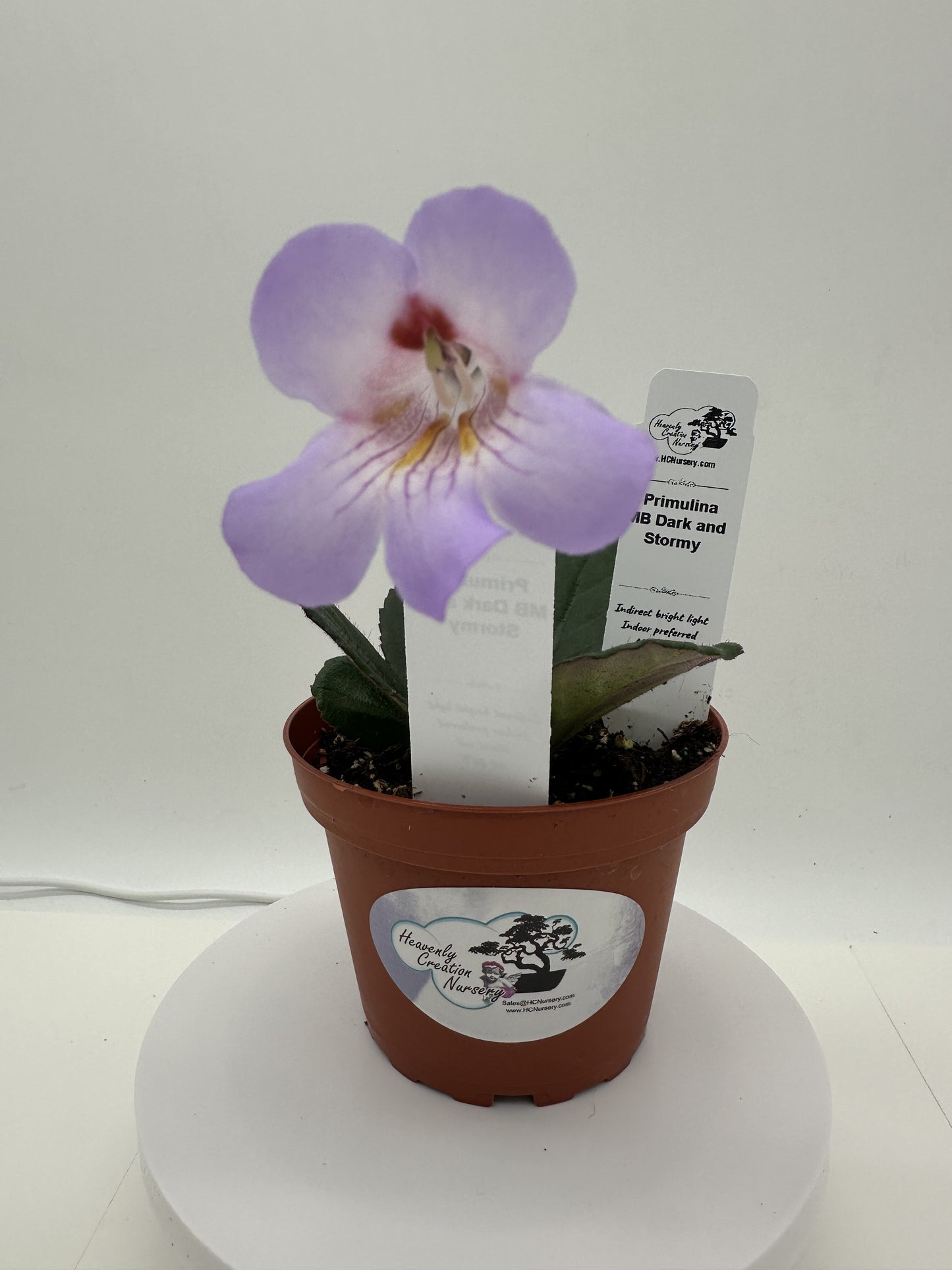 MB Dark and Stormy (Asian Violet) - Live Plant 4"