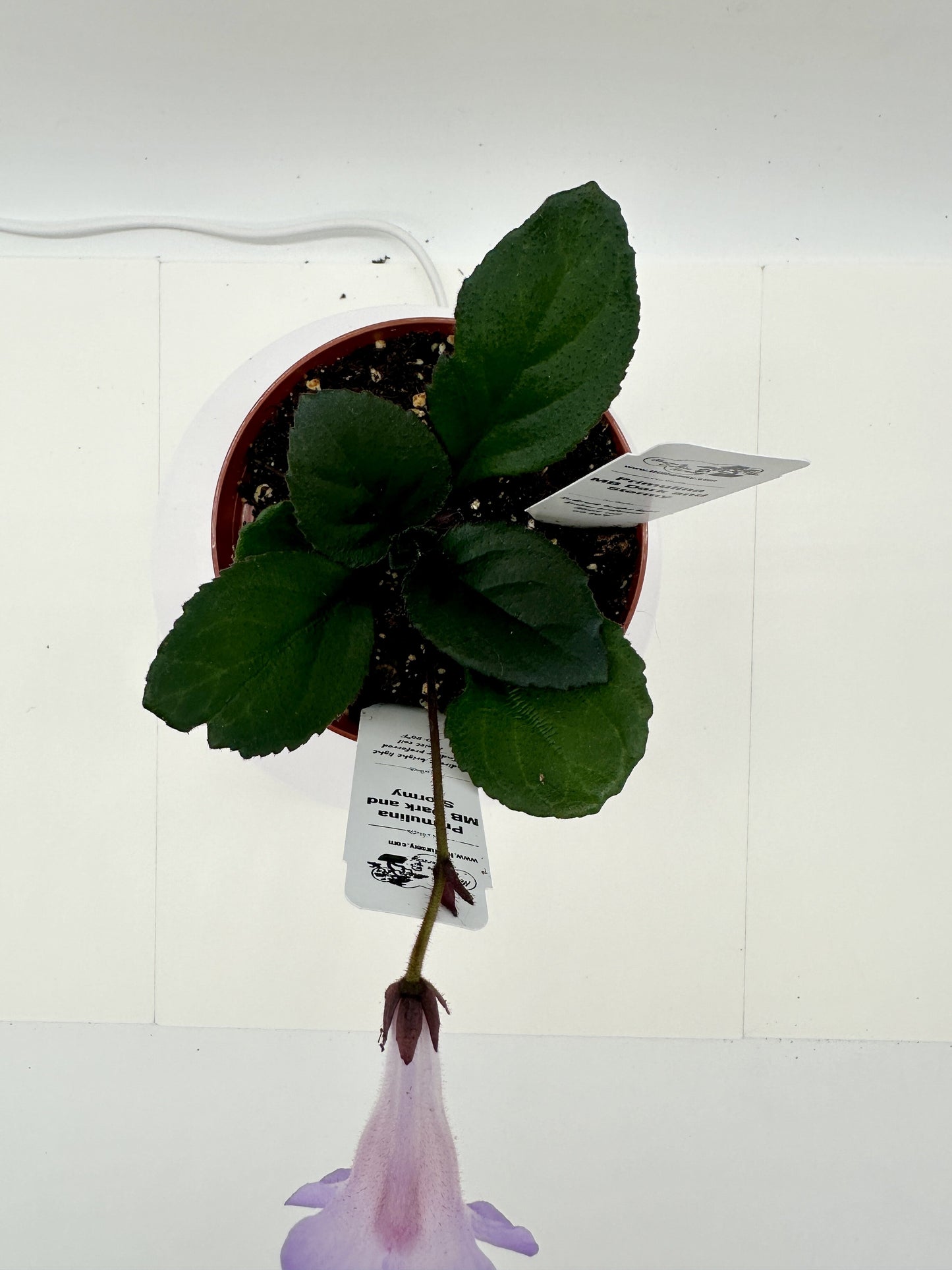 MB Dark and Stormy (Asian Violet) - Live Plant 4"