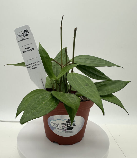 Macrophylla Green - Live Hoya 4"