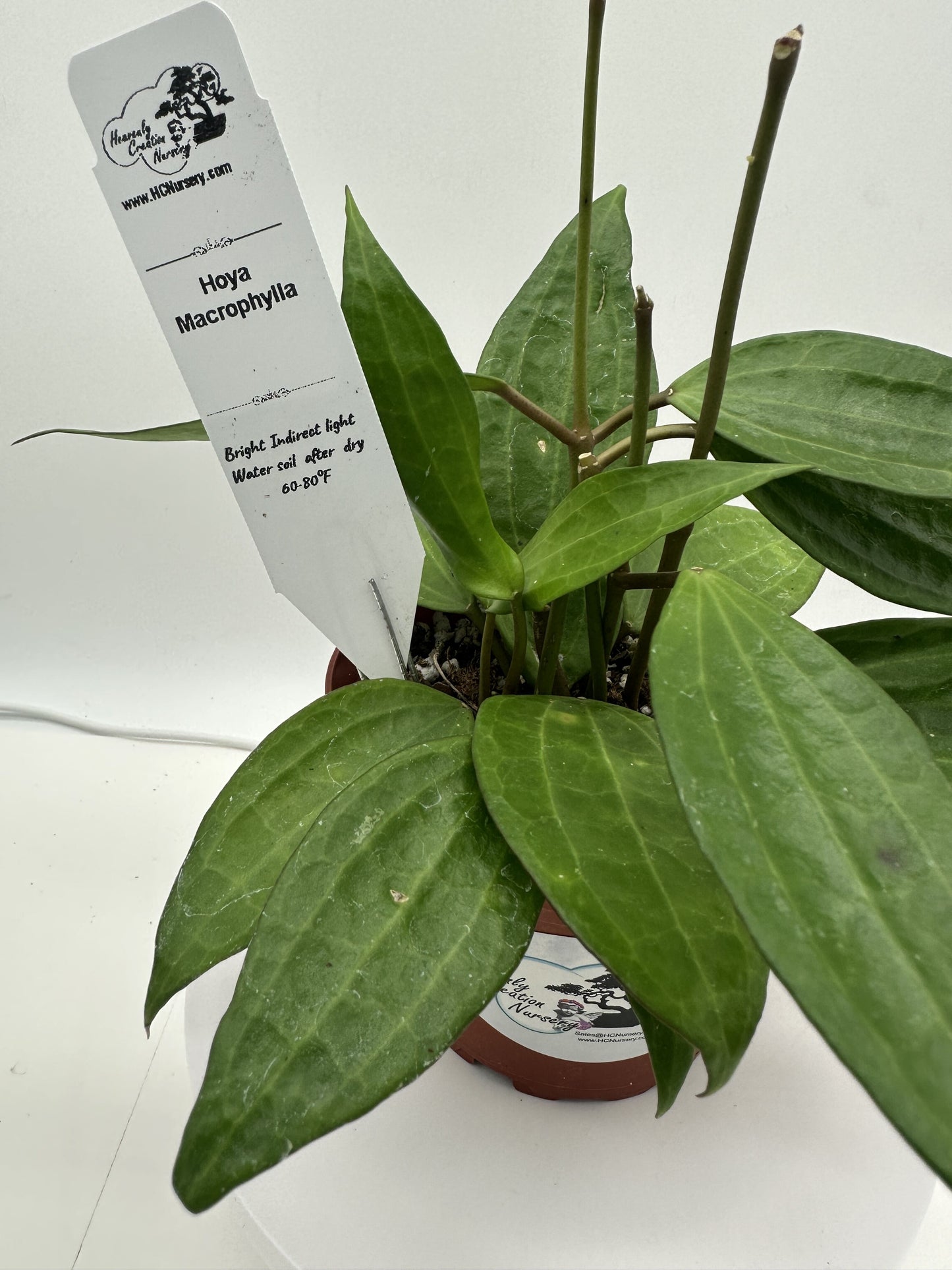 Macrophylla Green - Live Hoya 4"