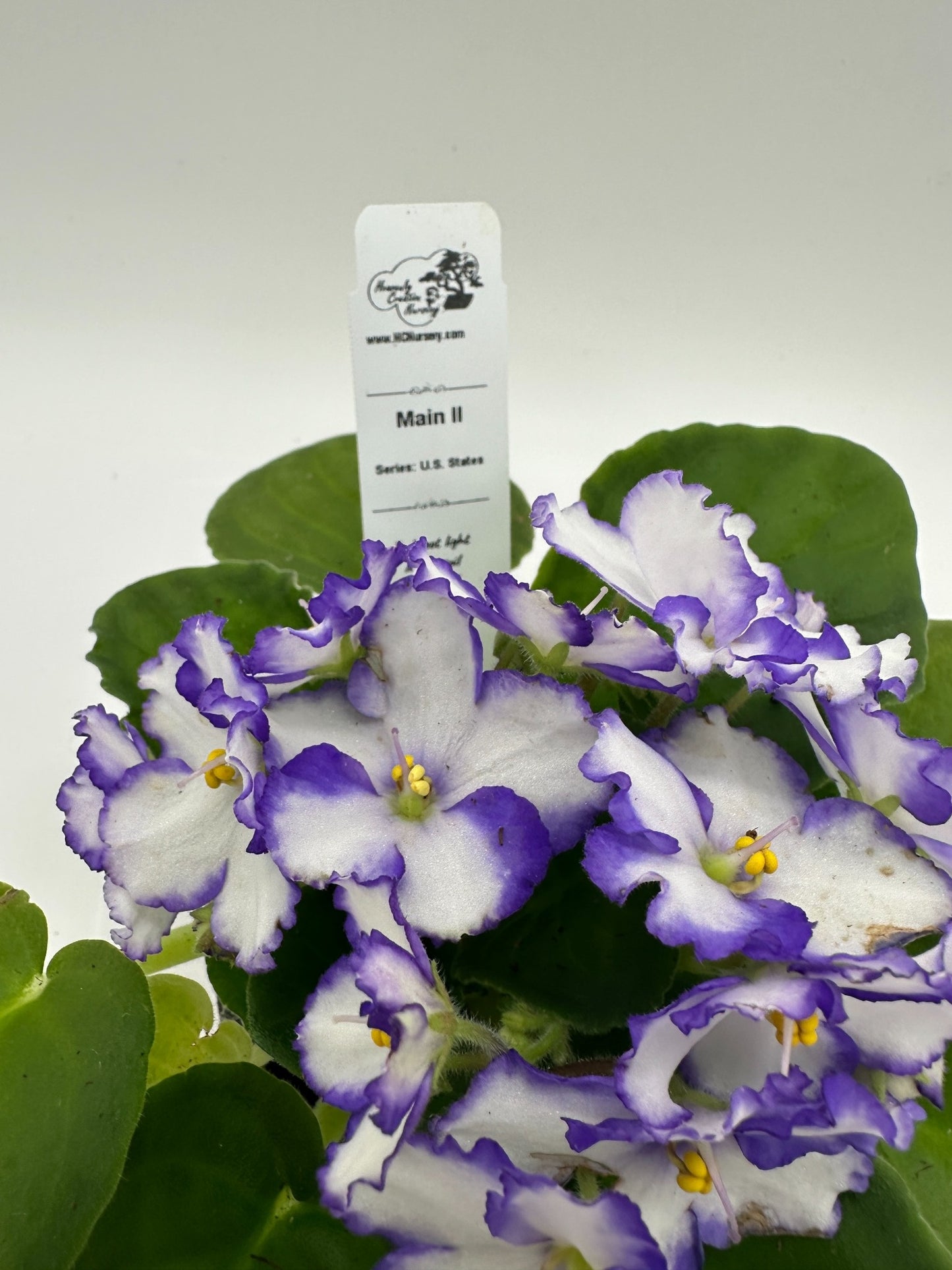 Maine II - Live African Violet 4" - Series: U.S. States