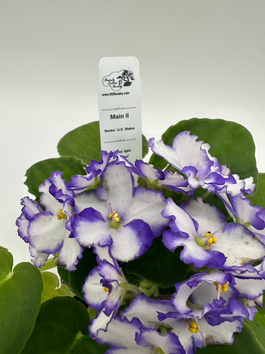 Maine II - Live African Violet 4" - Series: U.S. States
