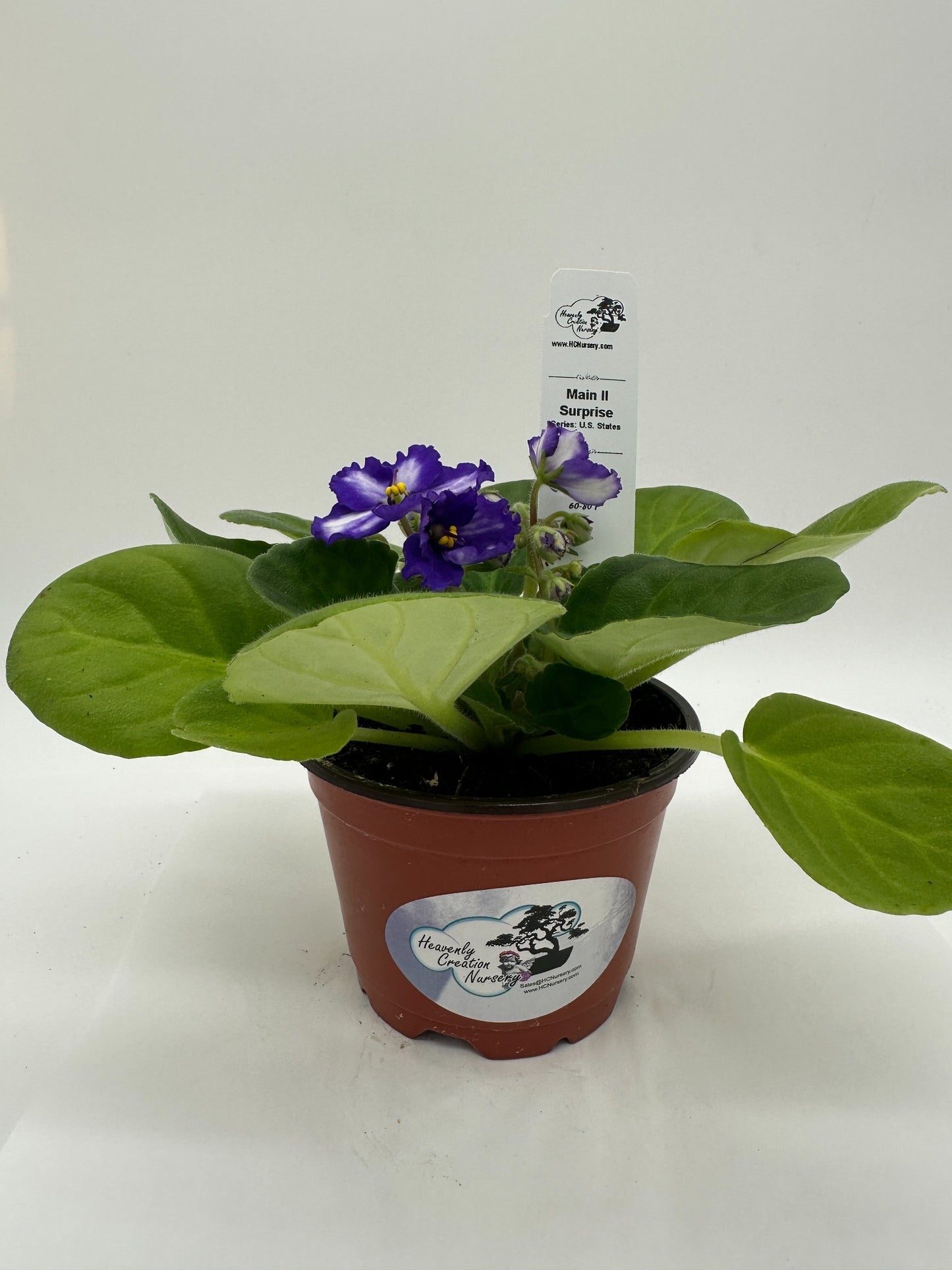 Maine II - Surprise - Live African Violet 4" - Series: U.S. States