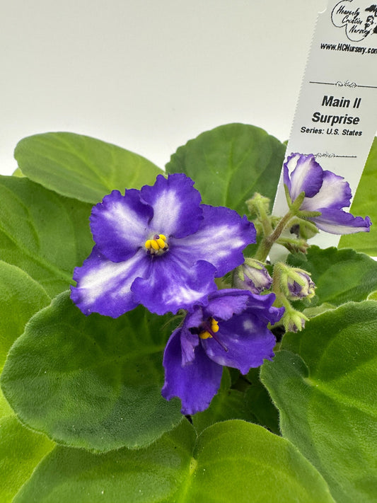 Main II - Surprise - Live African Violet 4" - Series: U.S. States