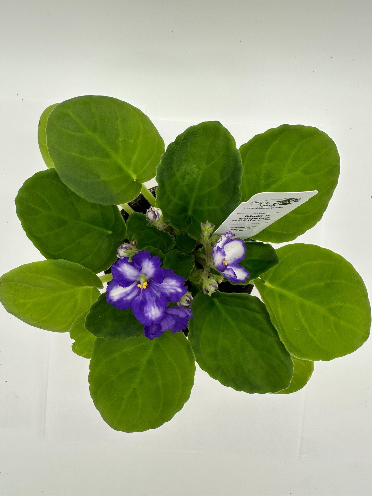 Maine II - Surprise - Live African Violet 4" - Series: U.S. States