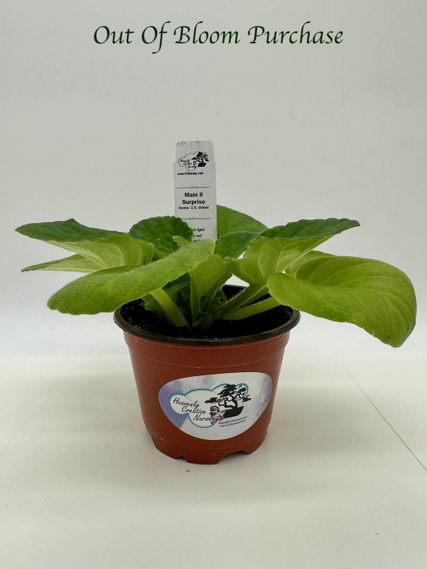 Maine II - Surprise - Live African Violet 4" - Series: U.S. States