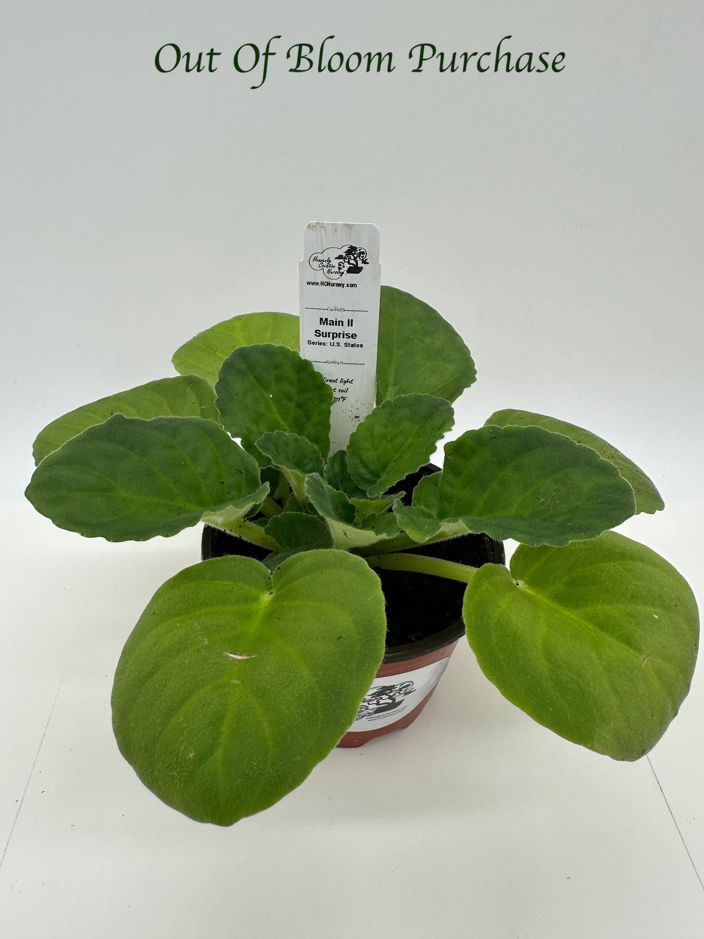 Maine II - Surprise - Live African Violet 4" - Series: U.S. States