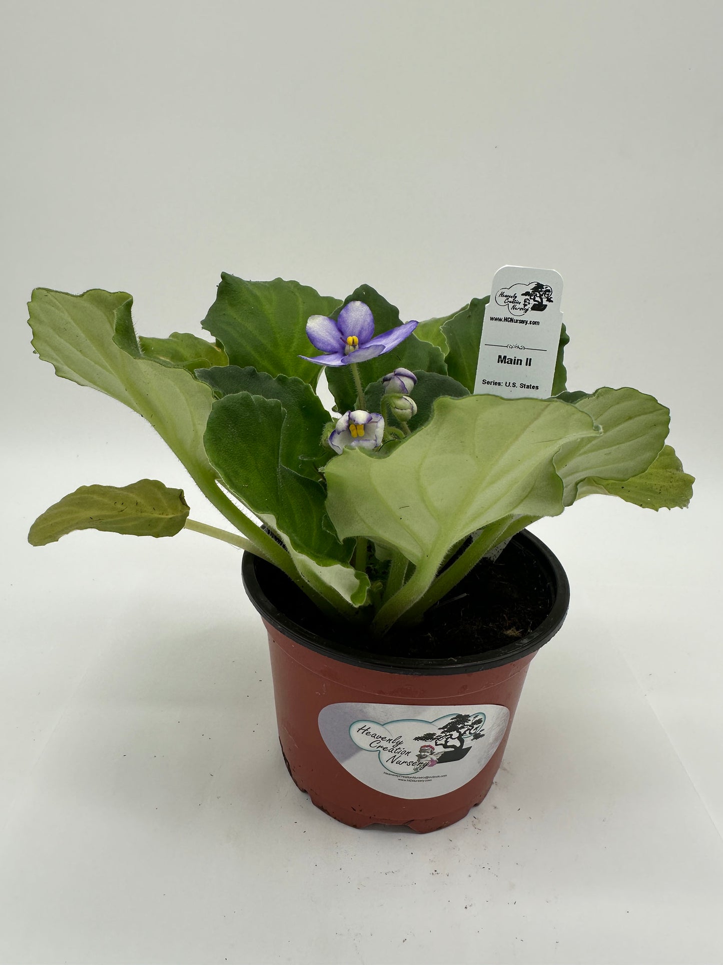 Main II- Live African Violet 4" - Series: U.S. States