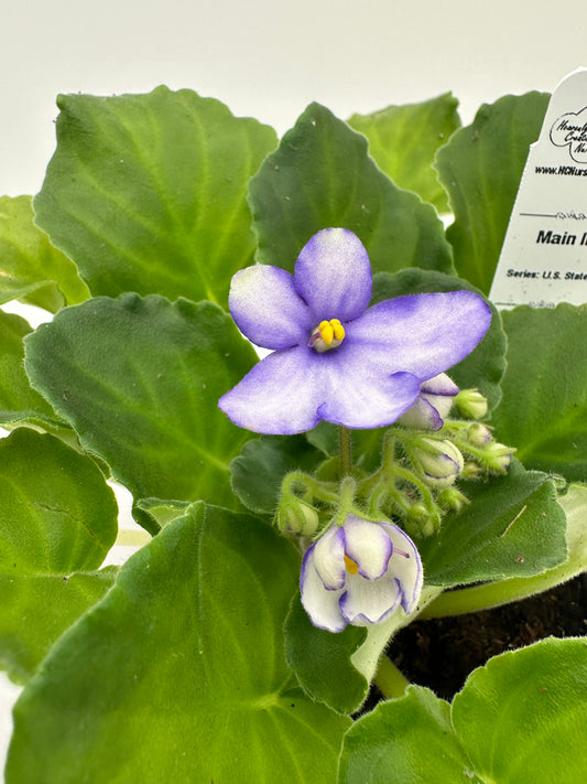 Main II- Live African Violet 4" - Series: U.S. States