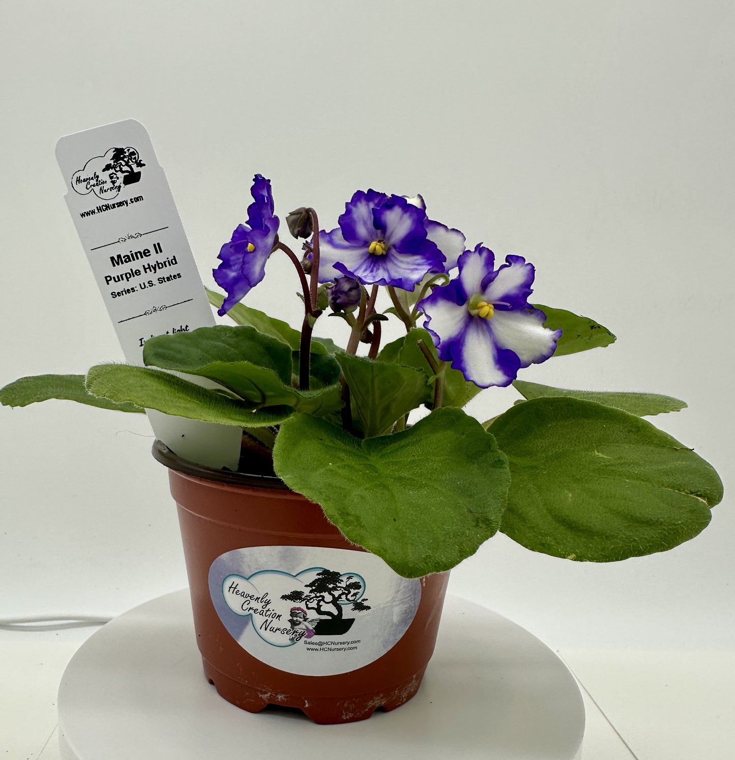 Maine II - Purple Hybrid - Live African Violet 4" - Series: U.S. States