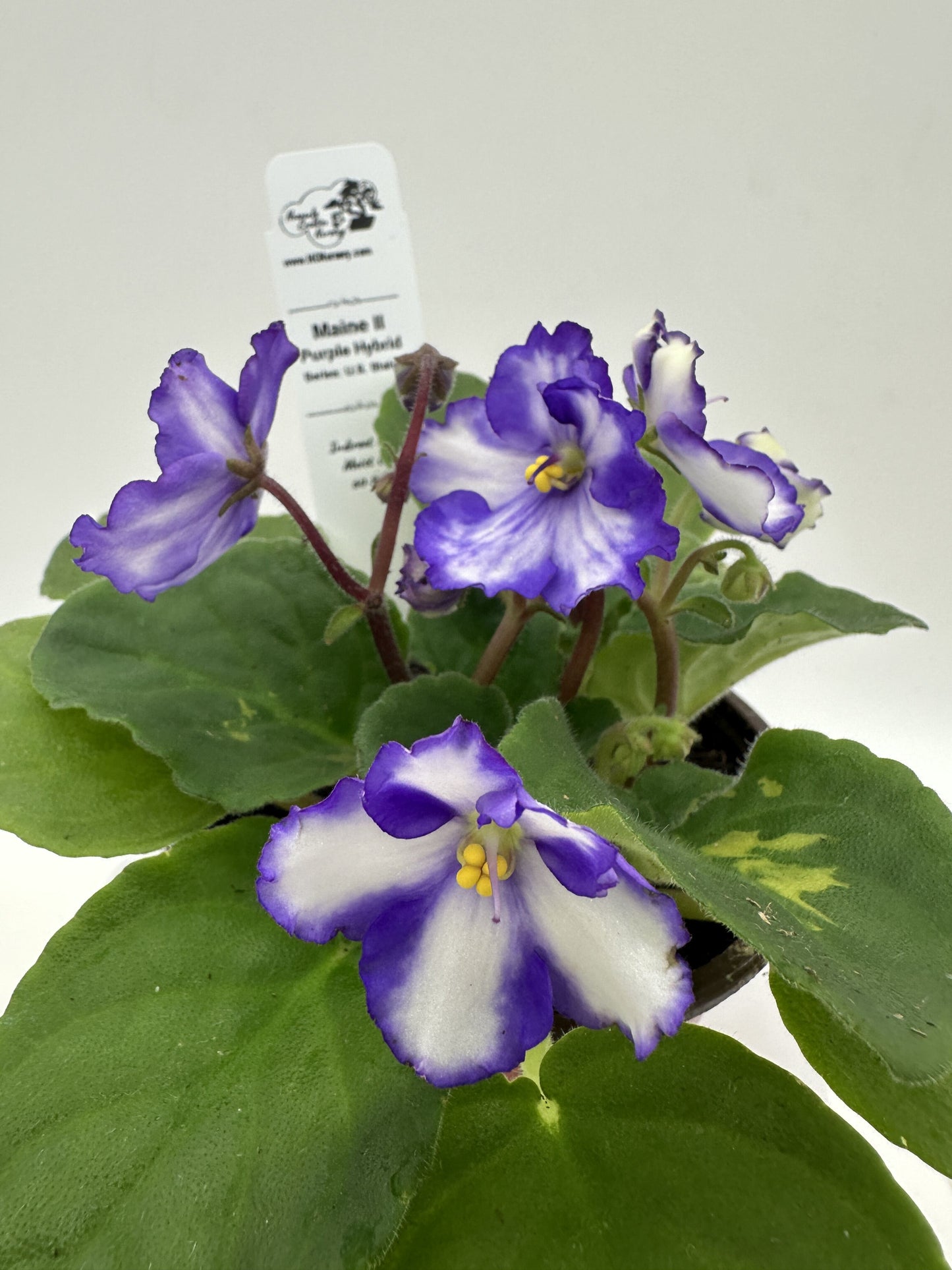 Maine II - Purple Hybrid - Live African Violet 4" - Series: U.S. States