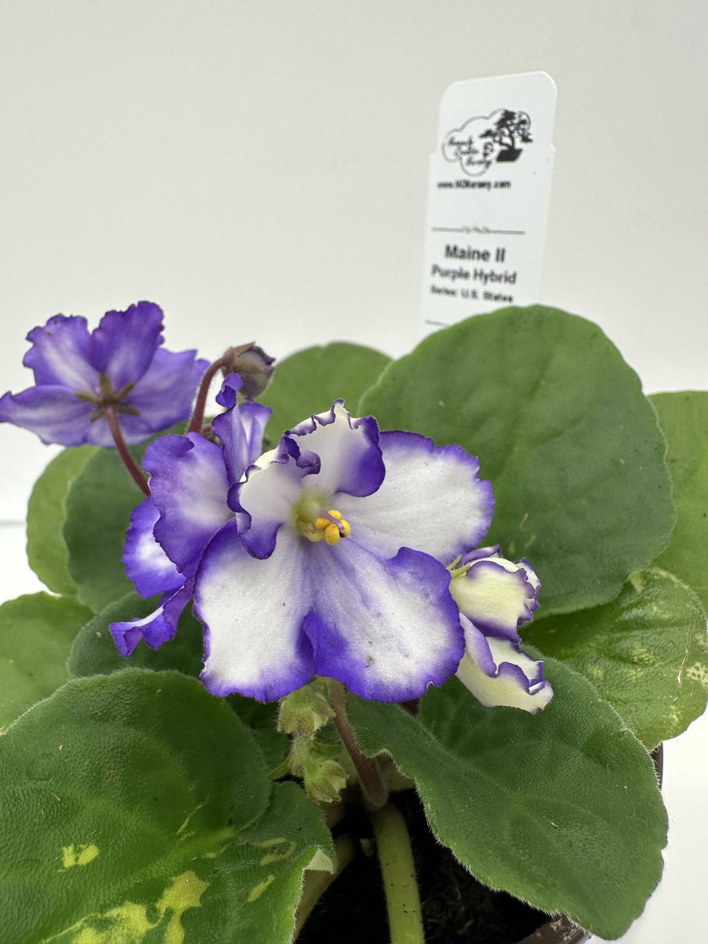 Maine II - Purple Hybrid - Live African Violet 4" - Series: U.S. States