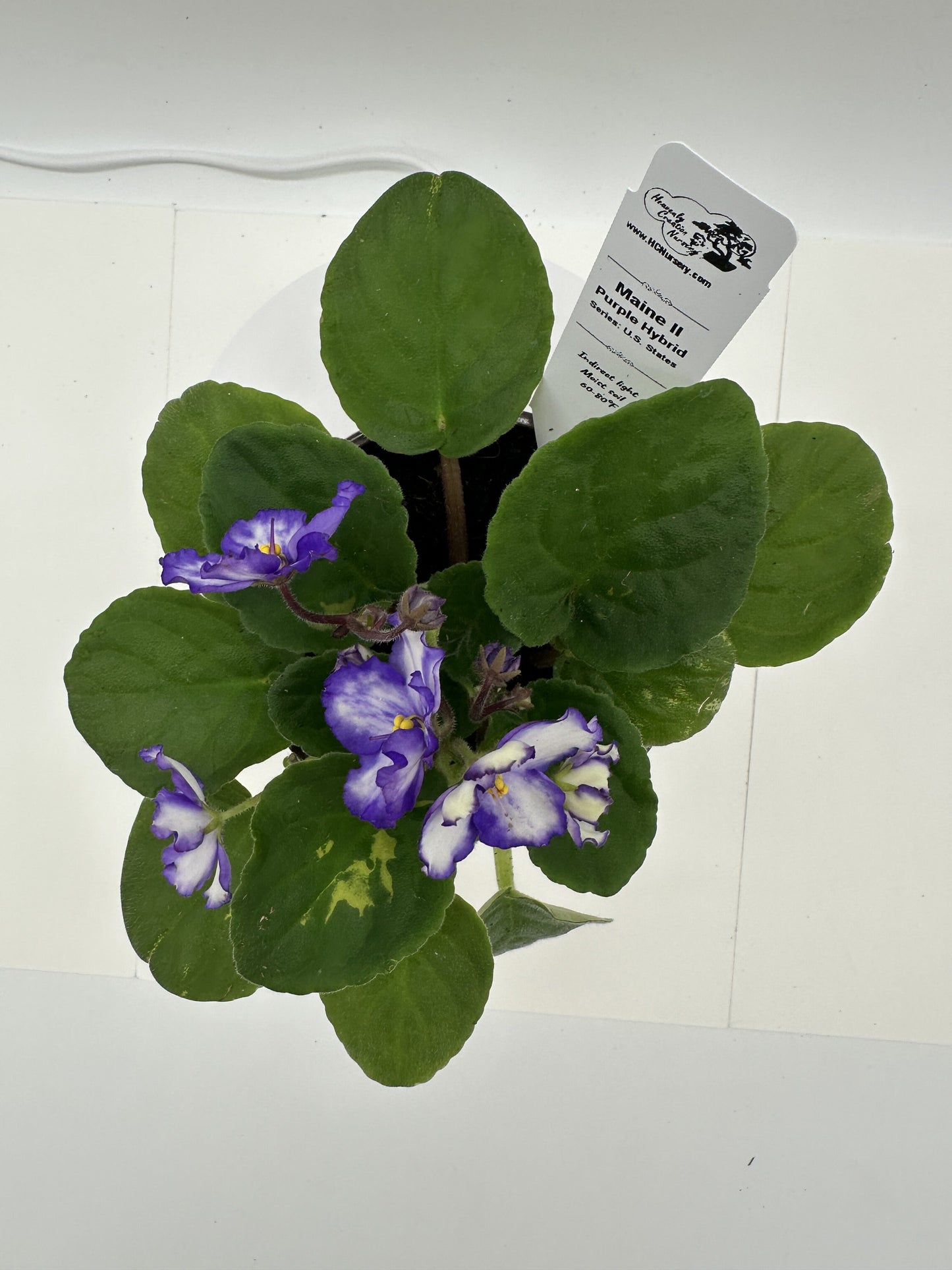 Maine II - Purple Hybrid - Live African Violet 4" - Series: U.S. States