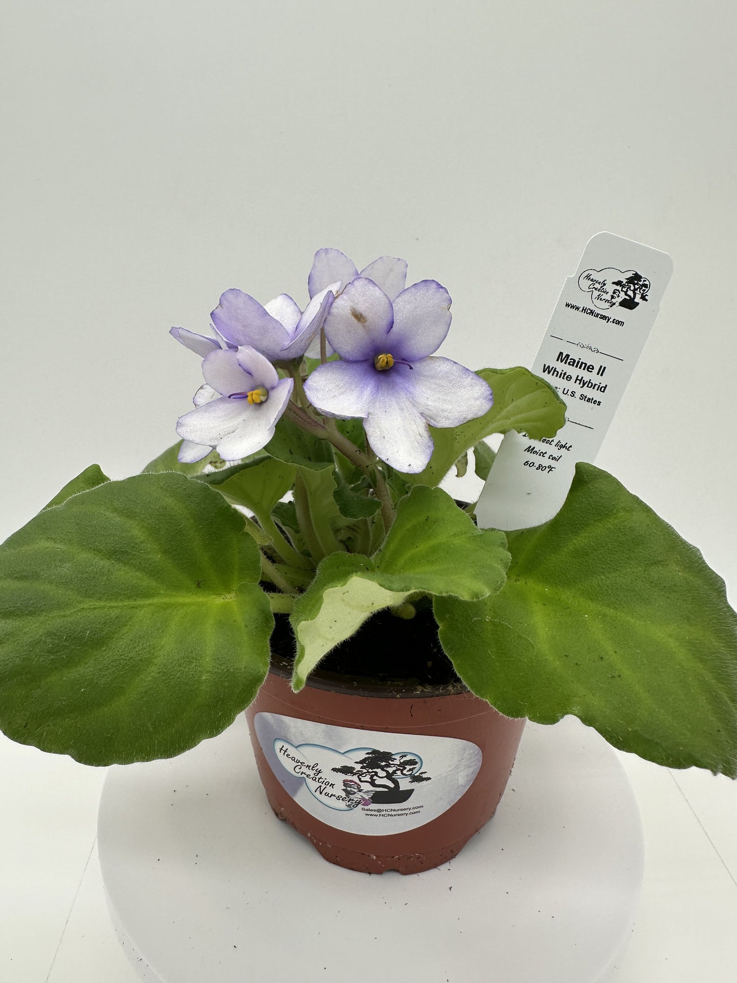 Maine II - White Hybrid - Live African Violet 4" - Series: U.S. States