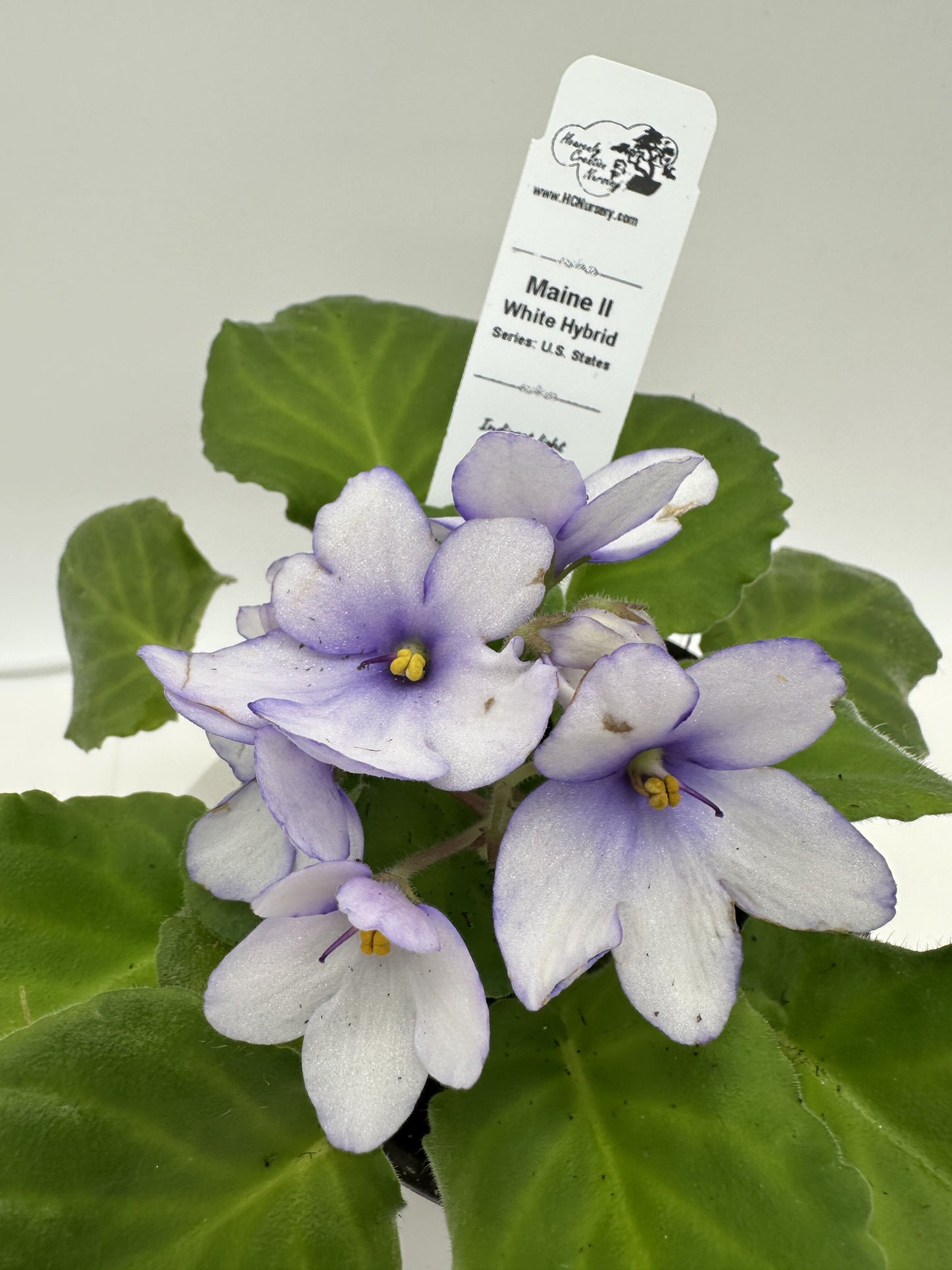 Maine II - White Hybrid - Live African Violet 4" - Series: U.S. States