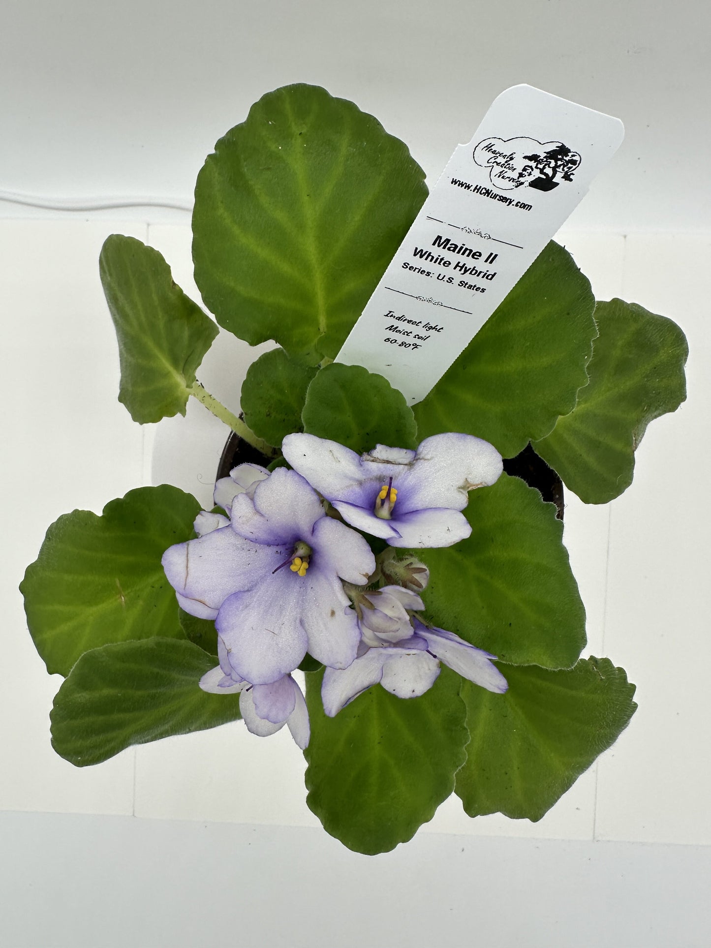 Maine II - White Hybrid - Live African Violet 4" - Series: U.S. States