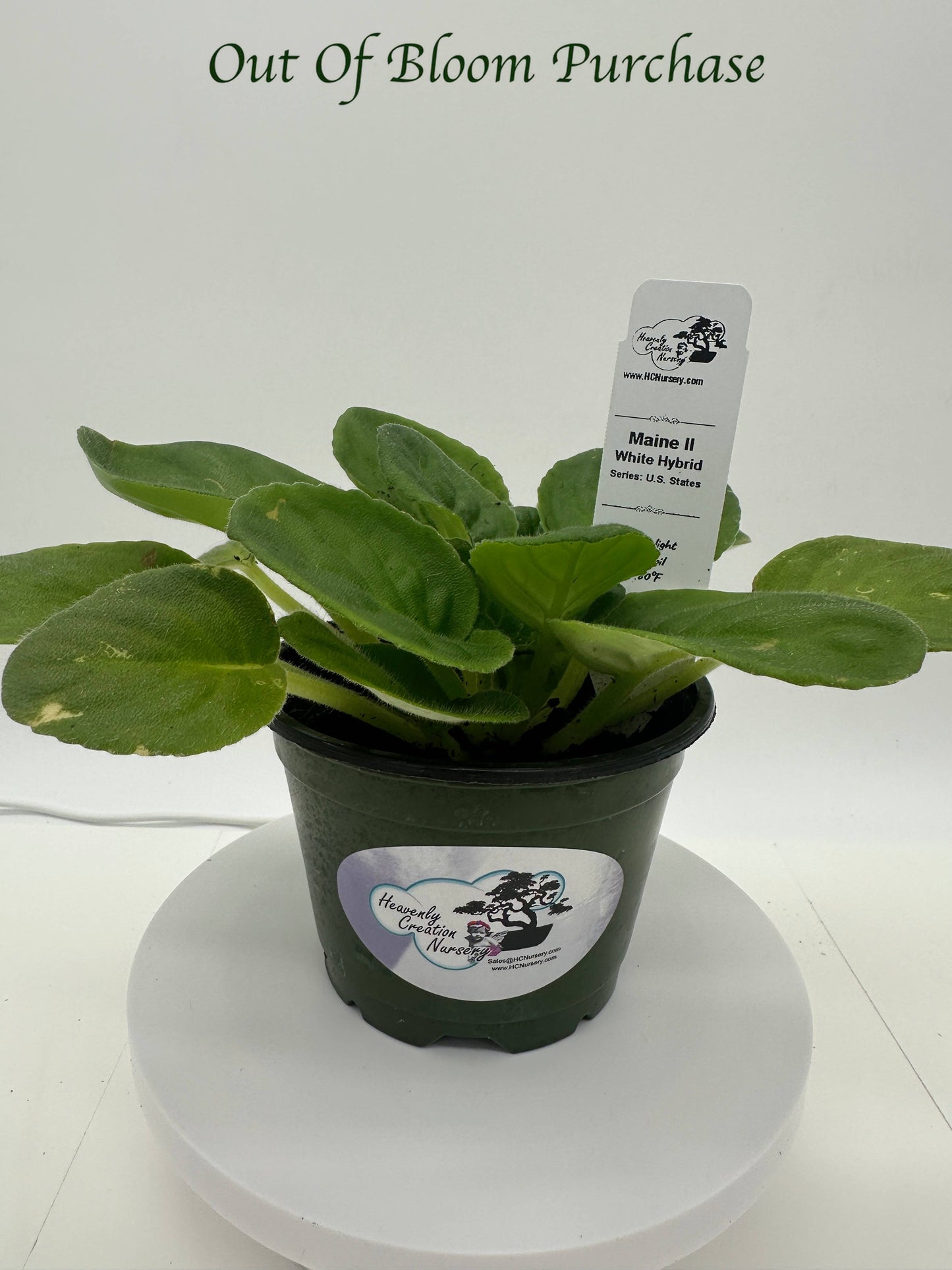Maine II - White Hybrid - Live African Violet 4" - Series: U.S. States