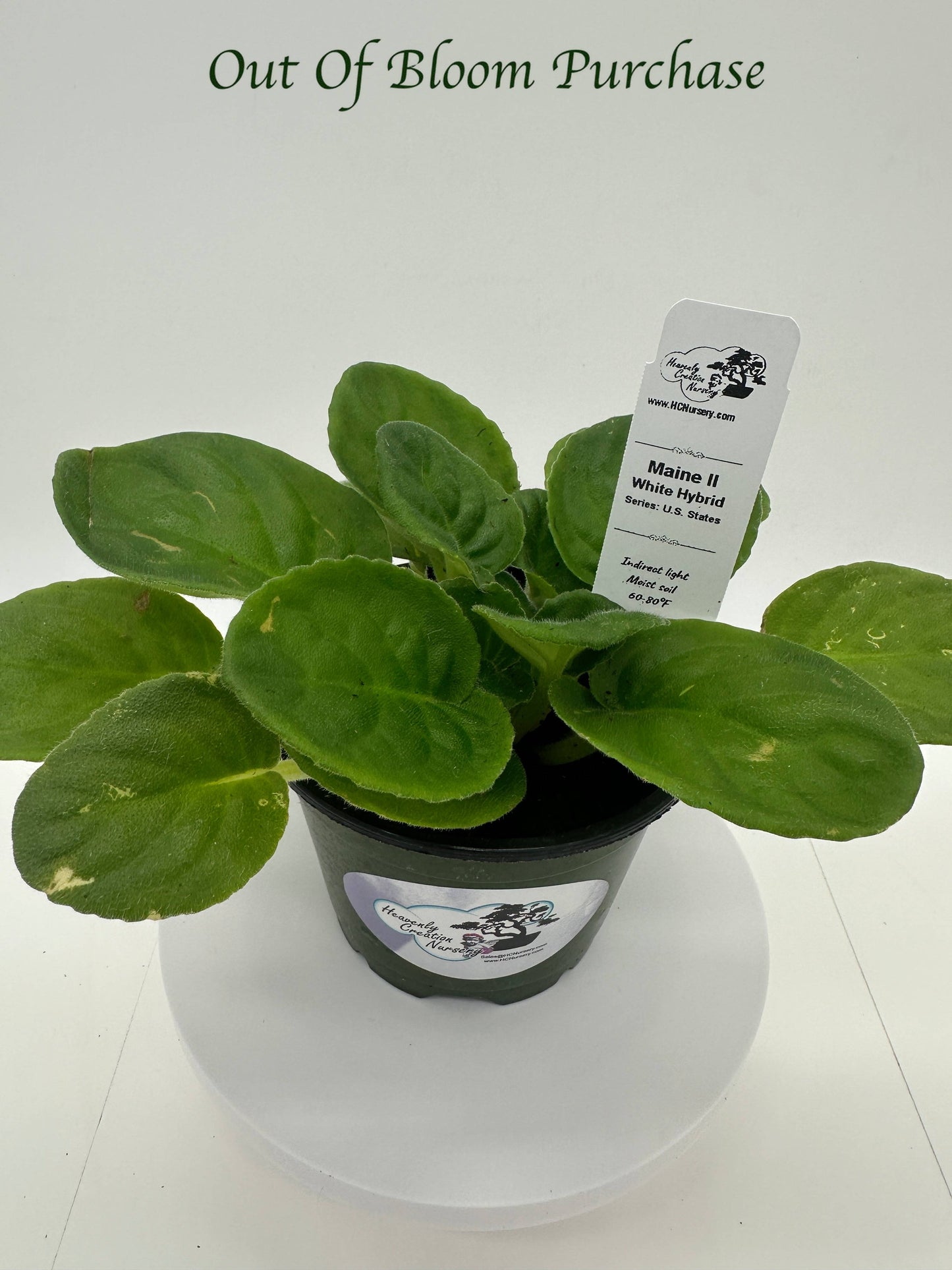 Maine II - White Hybrid - Live African Violet 4" - Series: U.S. States