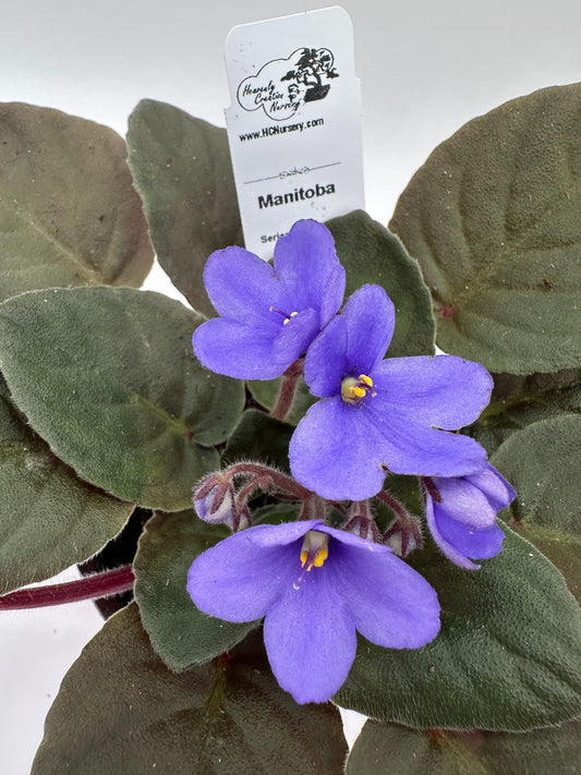 Manitoba - Live African Violet 4" - Series: Optimara