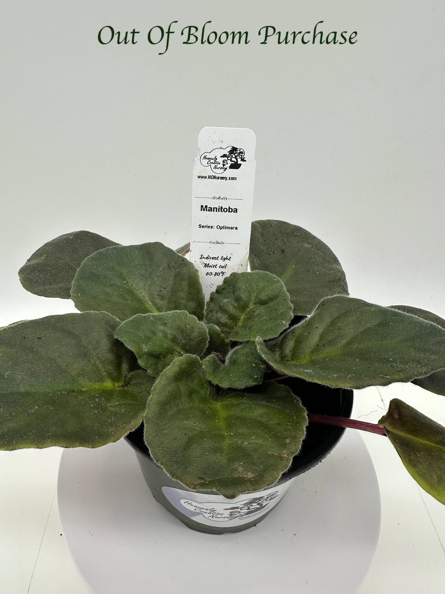 Manitoba - Live African Violet 4" - Series: Optimara