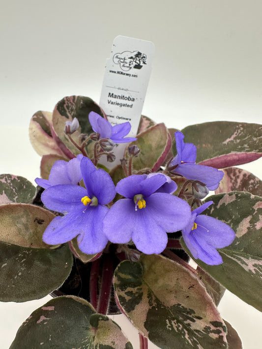 Manitoba - Variegated (Rare) - Live African Violet 4" - Series: Optimara