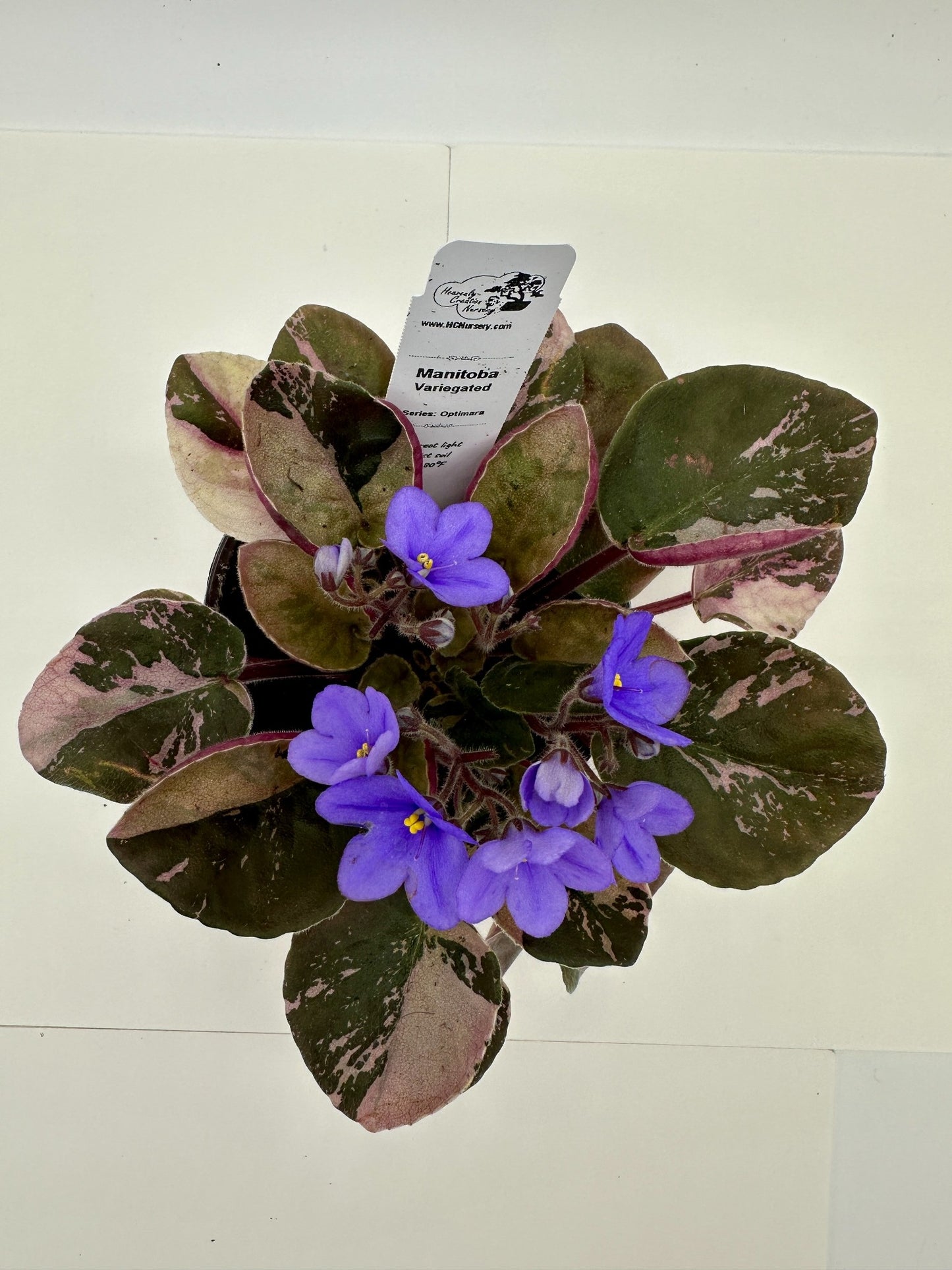 Manitoba - Variegated (Rare) - Live African Violet 4" - Series: Optimara