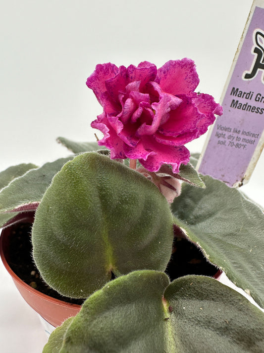 Mardi Gras Madness - Live African Violet 4"
