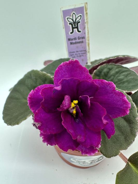 Mardi Gras Madness - Purple Hybrid - Live African Violet 4"