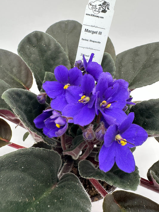 Margit III - Live African Violet 4" - Series: Rhapsodie