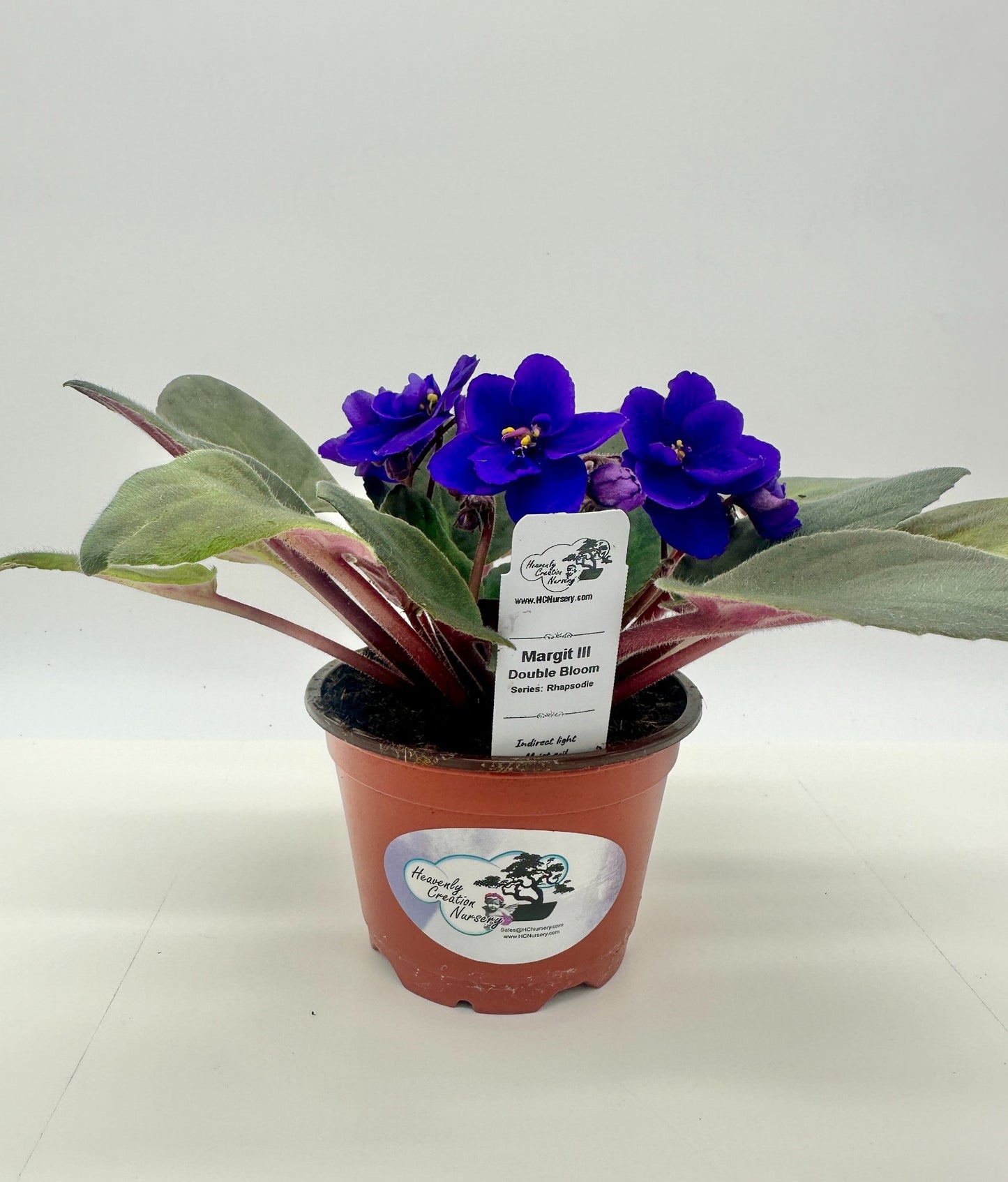 Margit III - Double Bloom - Live African Violet 4" - Series: Rhapsodie