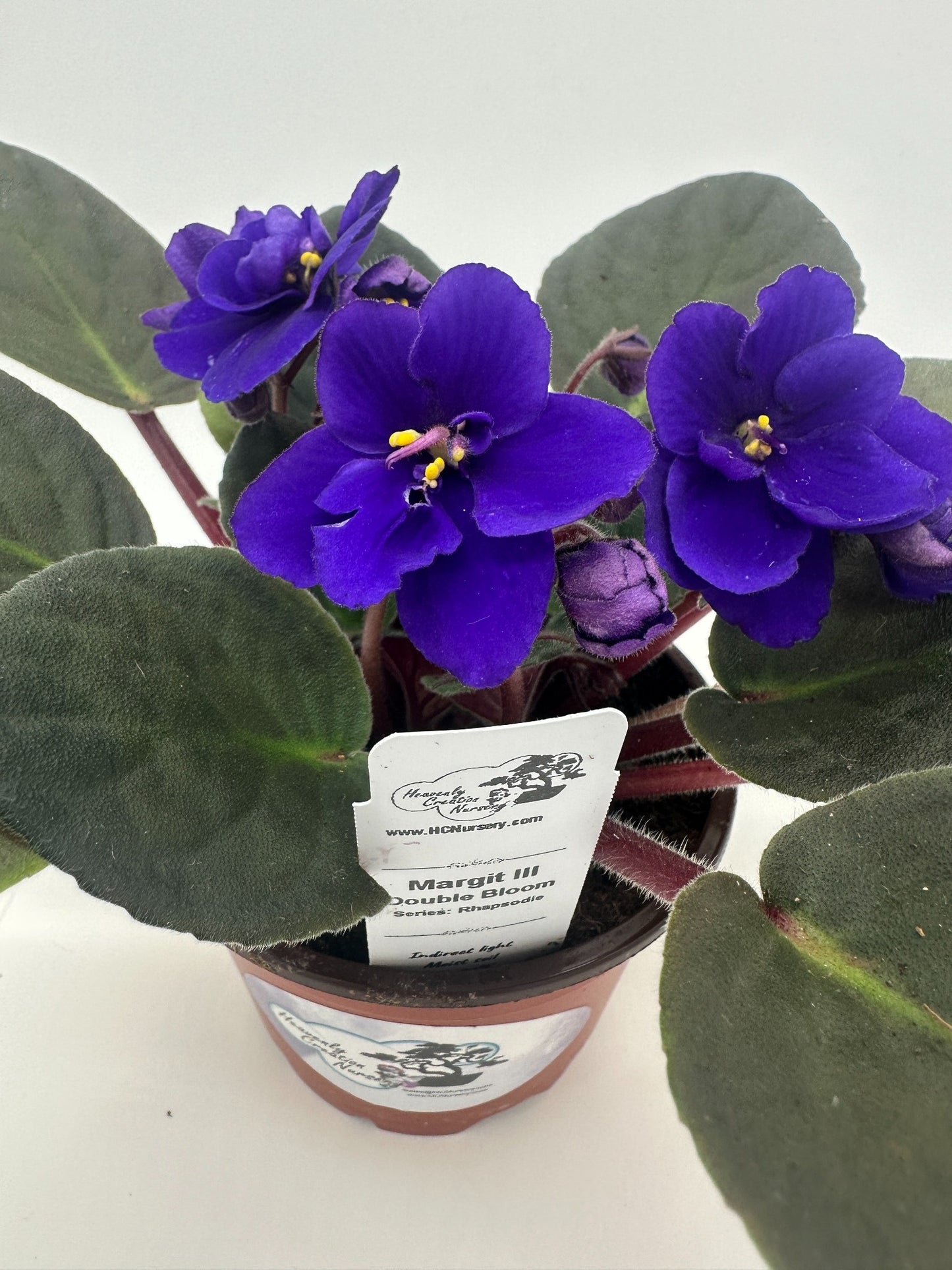 Margit III - Double Bloom - Live African Violet 4" - Series: Rhapsodie