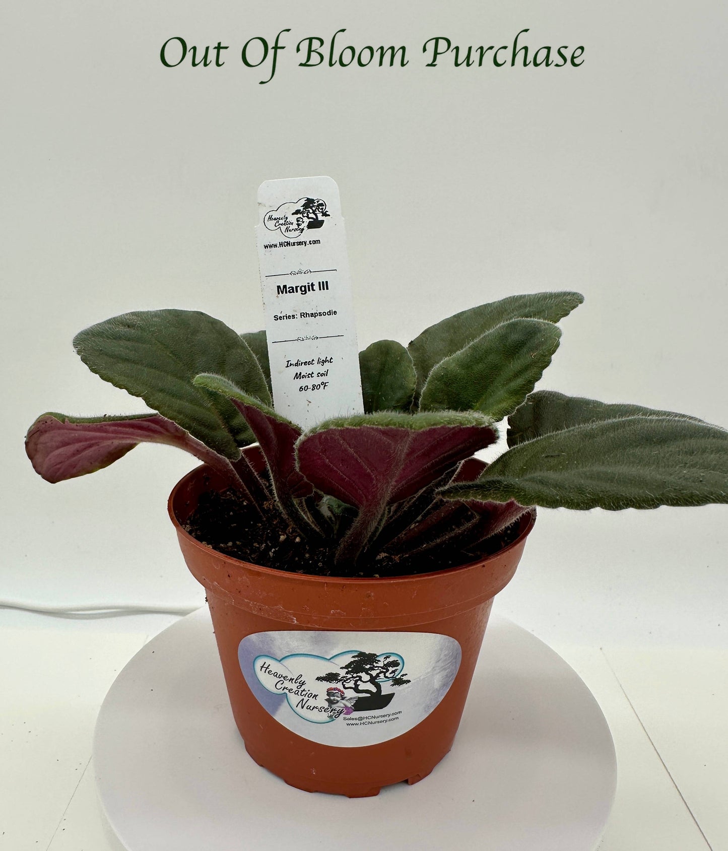 Margit III - Live African Violet 4" - Series: Rhapsodie