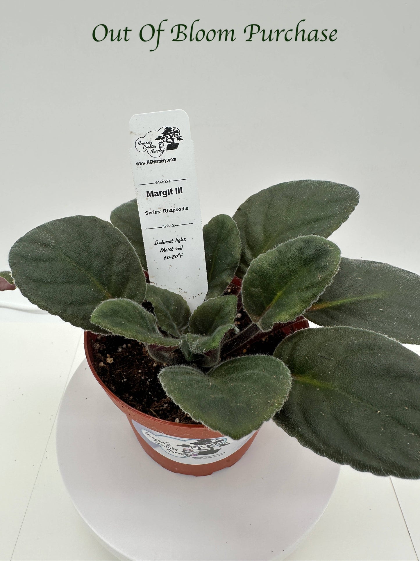 Margit III - Live African Violet 4" - Series: Rhapsodie