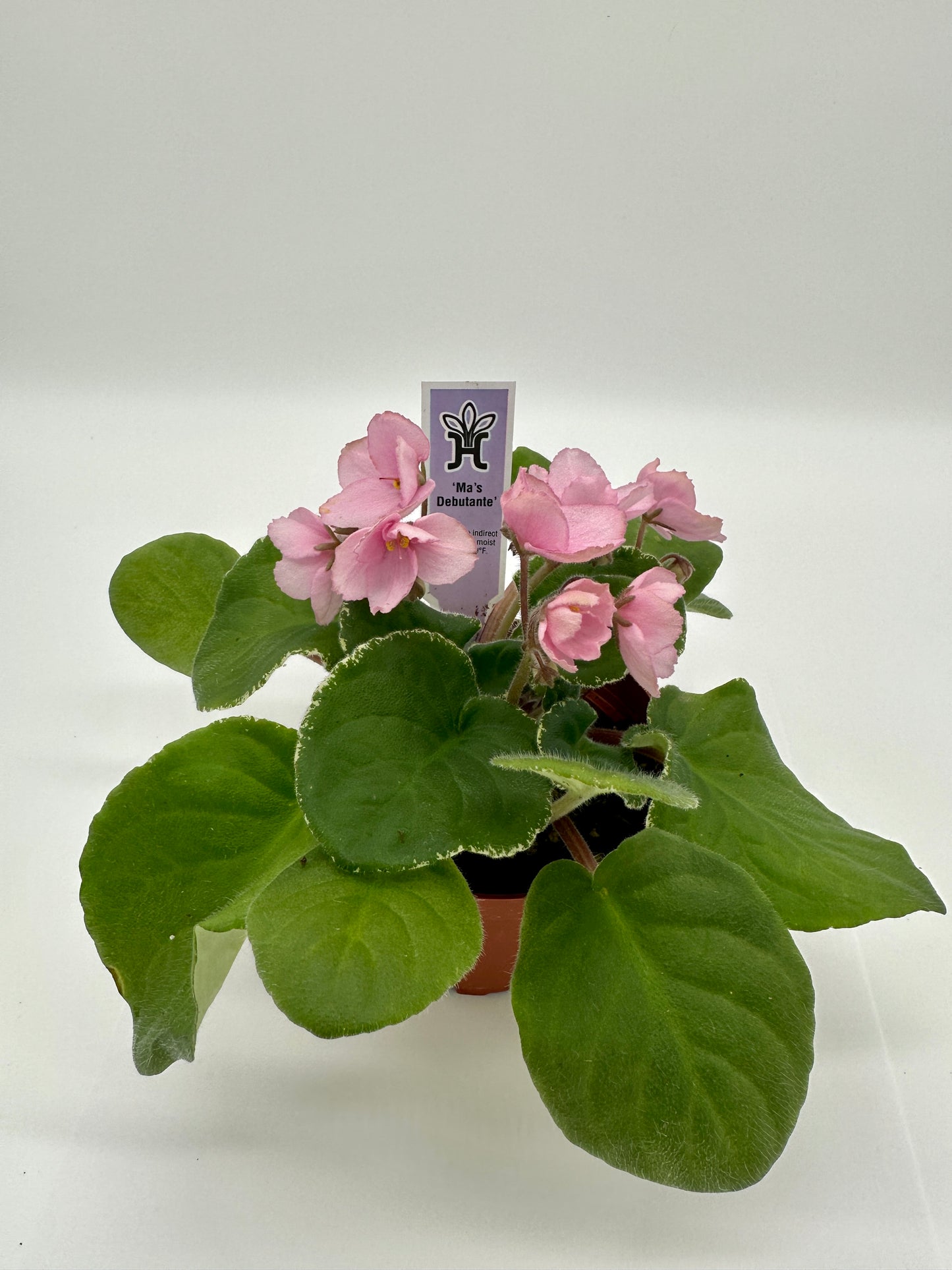 Ma's Debutante - Live African Violet 4"