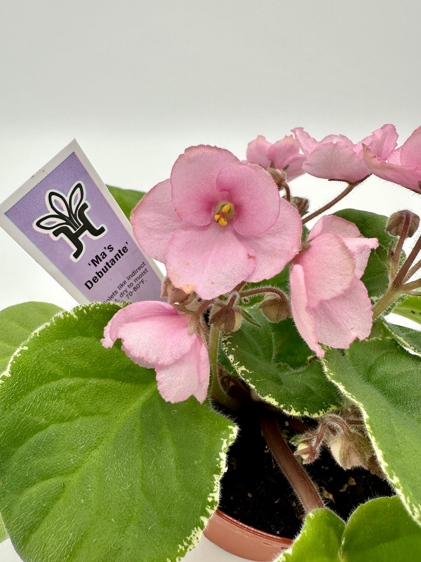 Ma's Debutante - Live African Violet 4"