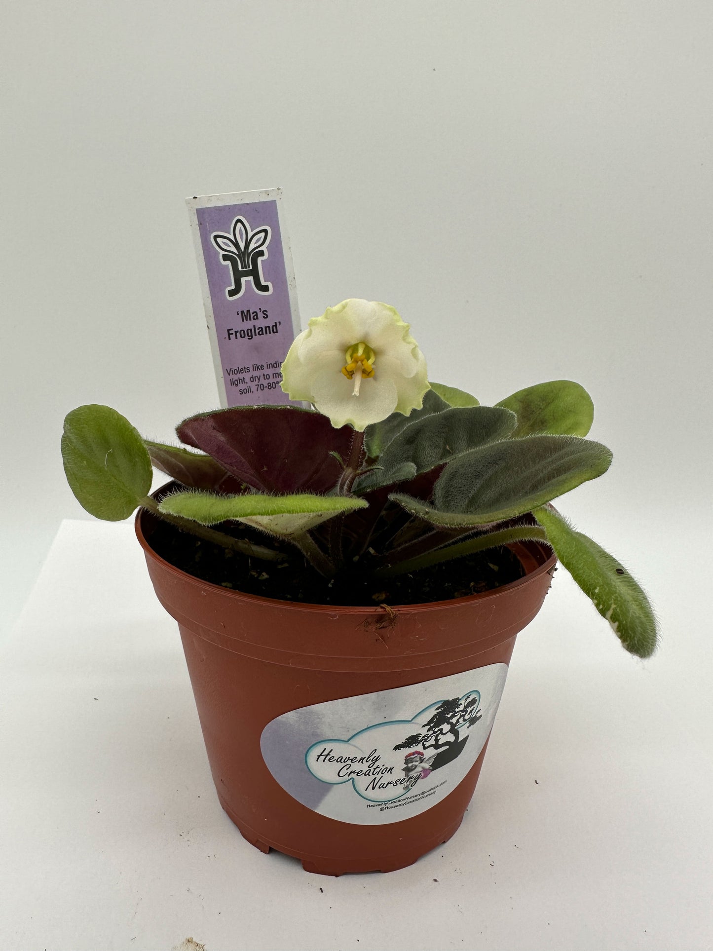 Ma's Frogland - Live African Violet 4"