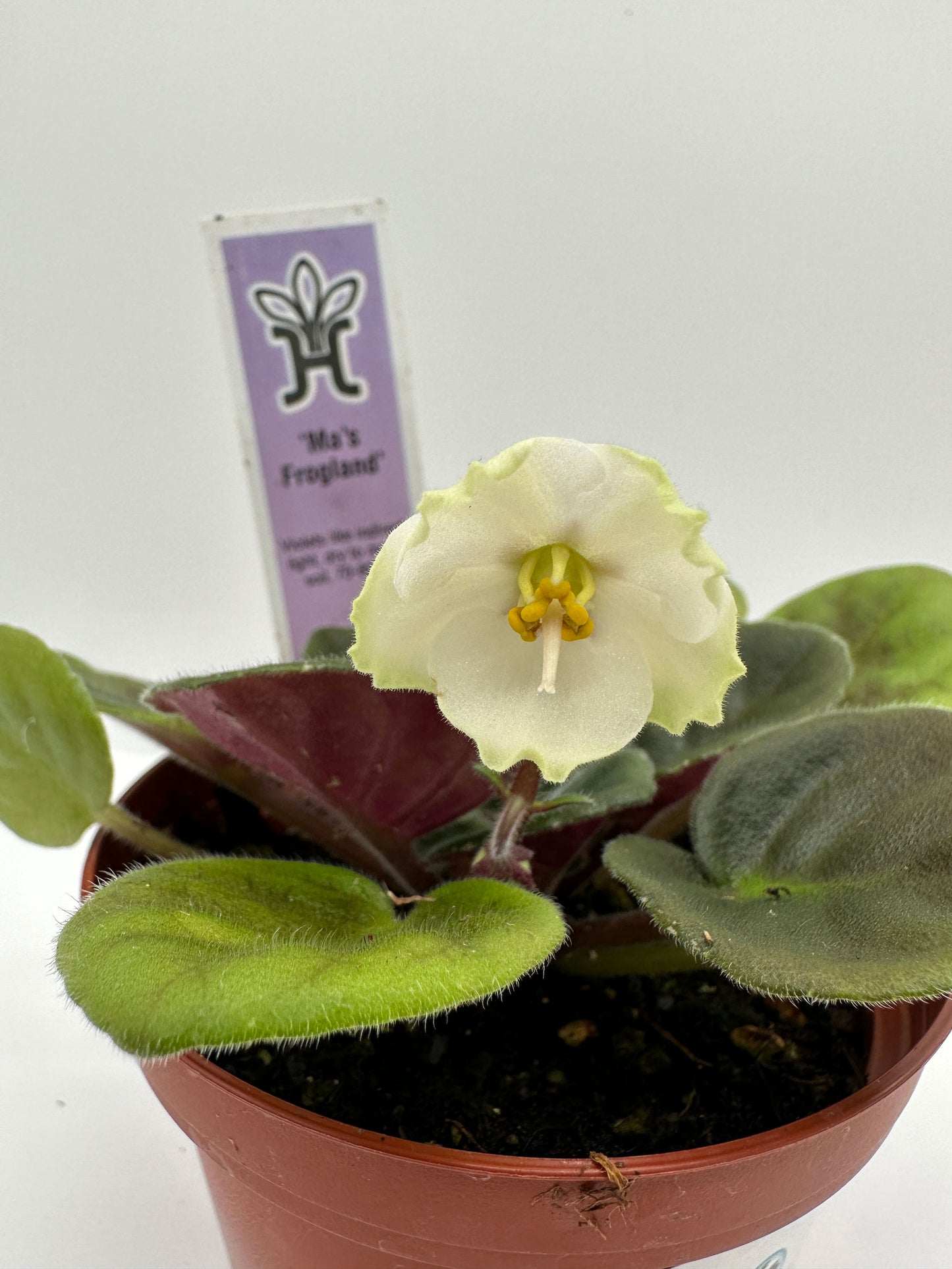 Ma's Frogland - Live African Violet 4"