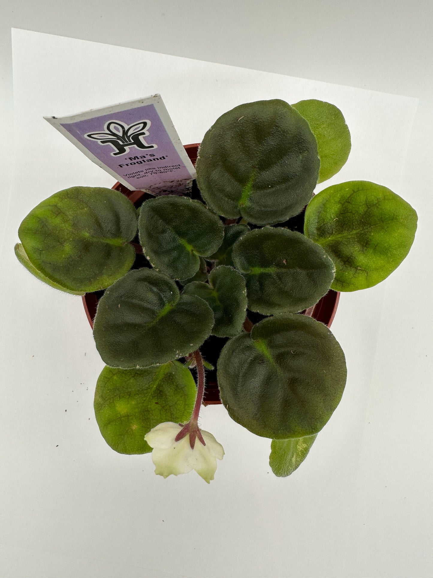 Ma's Frogland - Live African Violet 4"