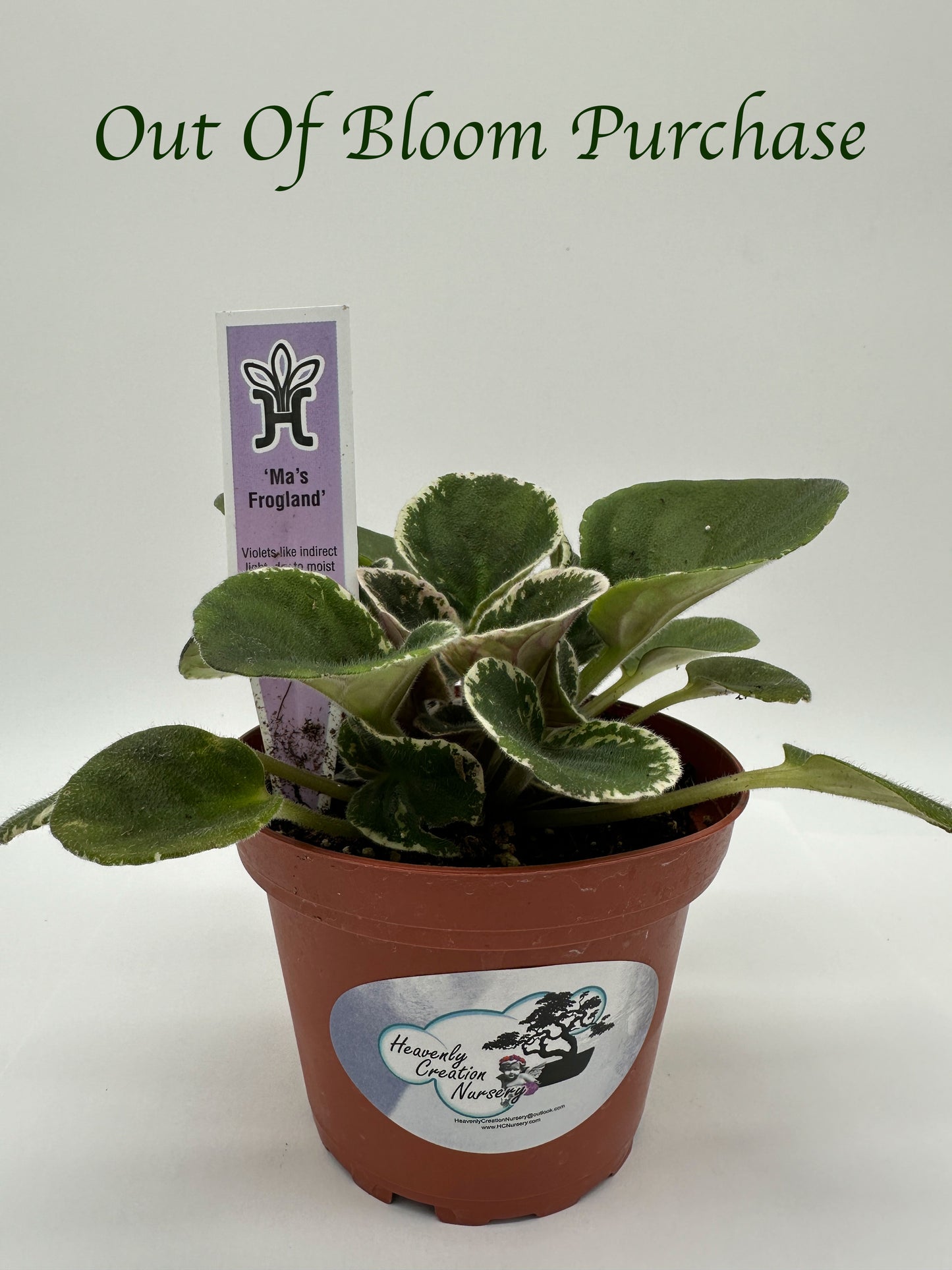 Ma's Frogland - Live African Violet 4"