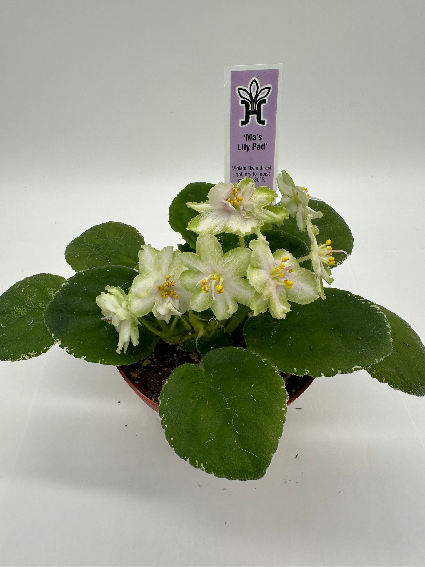 Ma's Lily Pad - Live African Violet 4"