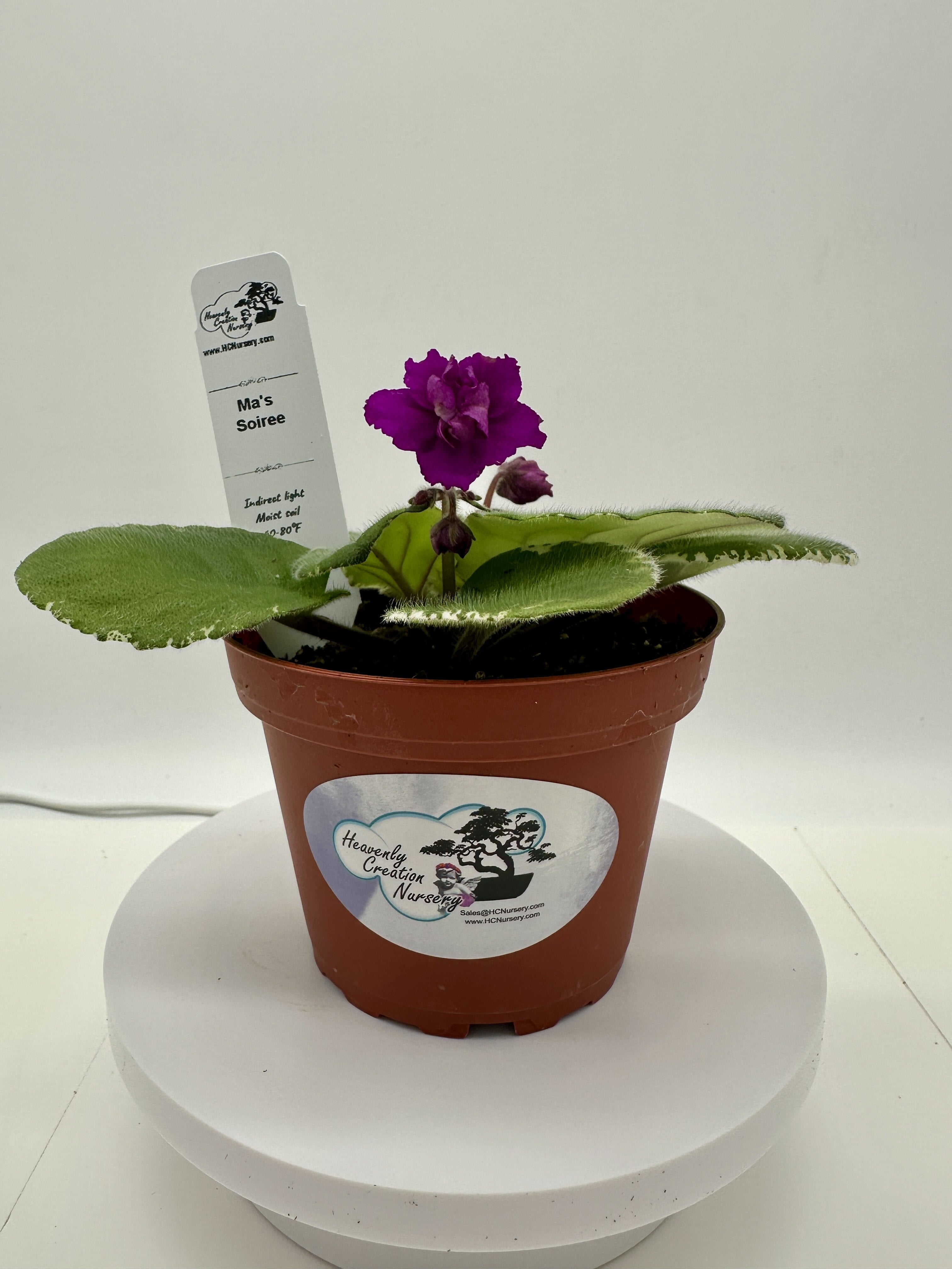 Ma's Soiree - Live African Violet 4