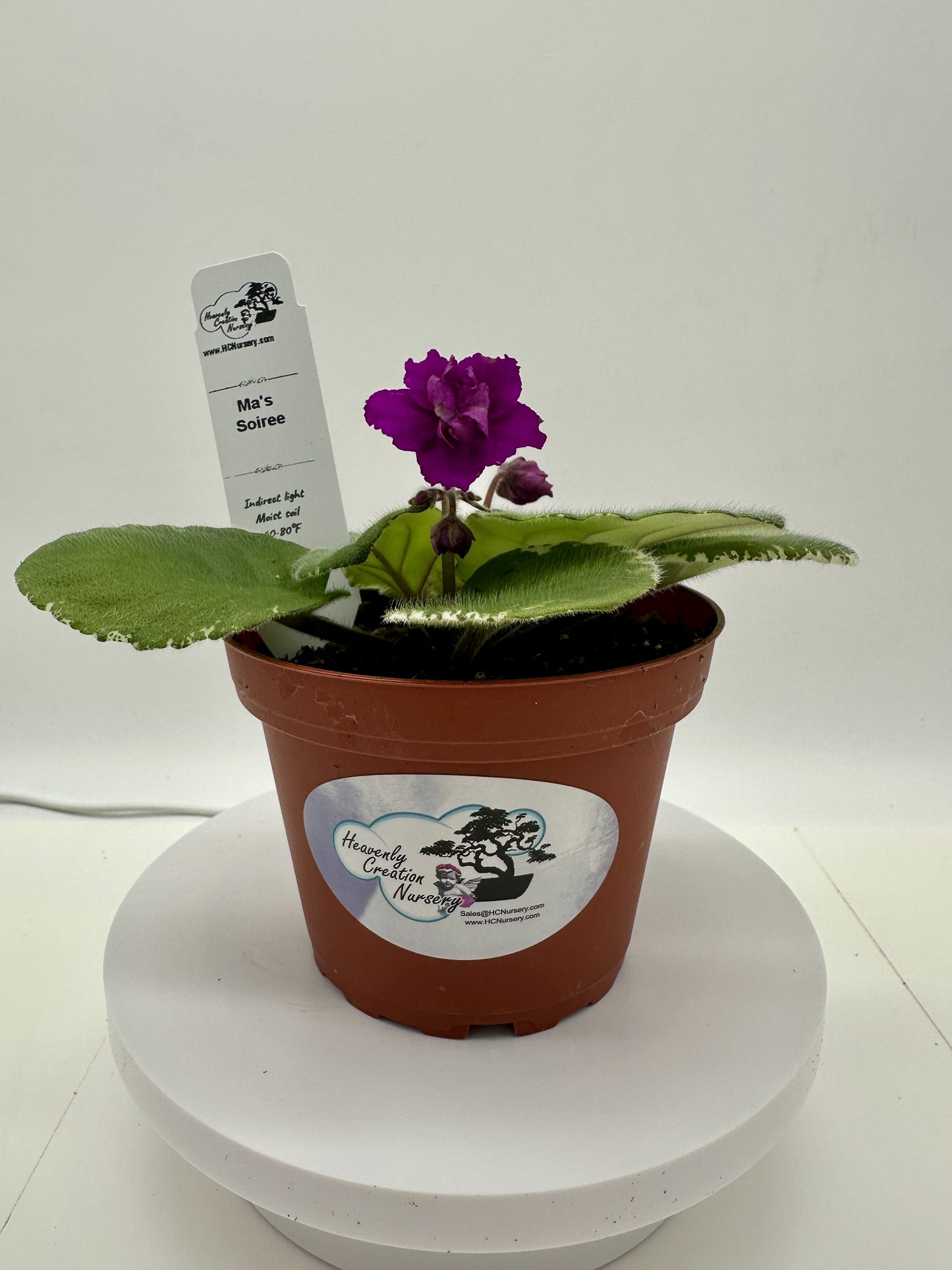 Ma's Soiree - Live African Violet 4"