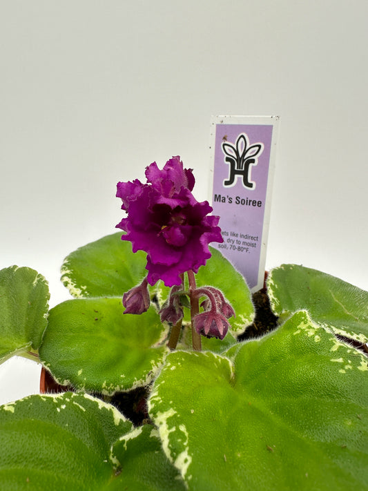 Ma's Soiree - Live African Violet 4"